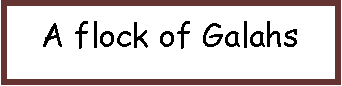 Text Box: A flock of Galahs
