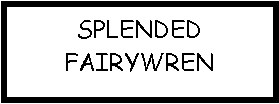 Text Box: SPLENDED FAIRYWREN