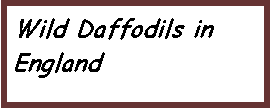 Text Box: Wild Daffodils in England
