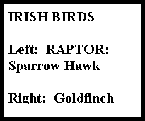 Text Box: IRISH BIRDSLeft:  RAPTOR:Sparrow Hawk
Right:  Goldfinch