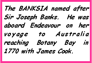 Text Box: The BANKSIA named after Sir Joseph Banks.  He was aboard Endeavour on her voyage to Australia reaching Botany Bay in 1770 with James Cook.